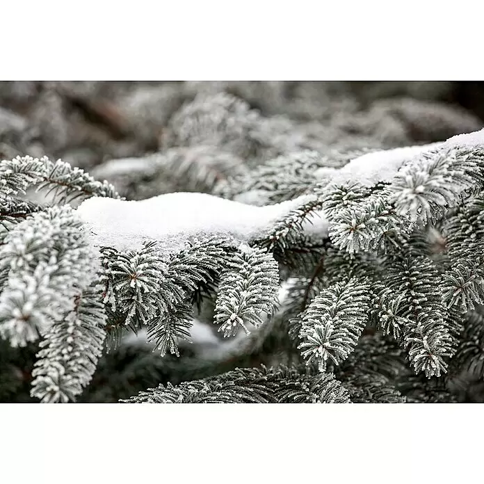 Piardino Nordmanntanne - 150 - 200 cm hoch, Abies Nordmanniana - Nahaufnahme von grünen Tannenästen, die stark mit weißem Reif und Schnee bedeckt sind, eine Winterszene hervorrufend.