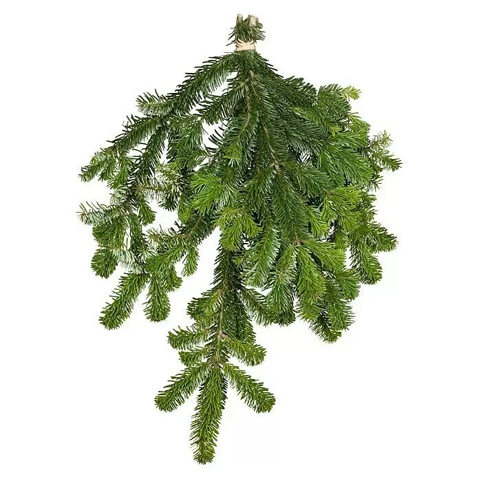 Piardino Abeto de Normandía - 150-200 cm de altura, Abies Nordmanniana - Ramas de abeto verdes atadas en la parte superior, listas para decoración festiva.