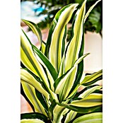 Dracaena deremensis 12 Malaika