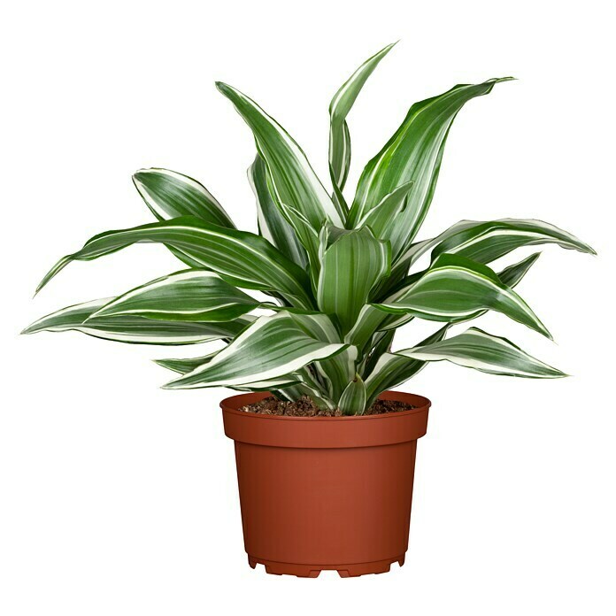 Dracaena deremensis 12 White Jewel