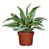 Dracaena deremensis 12 White Jewel