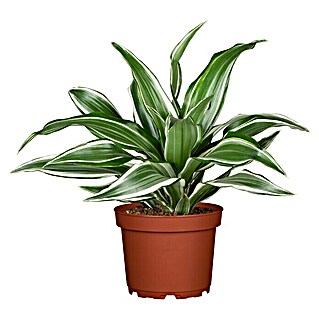 Piardino Drachenbaum (Dracaena fragrans 'White Jewel', Topfgröße: 12 cm, Grün-Weiß)