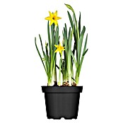 Narcissus 14