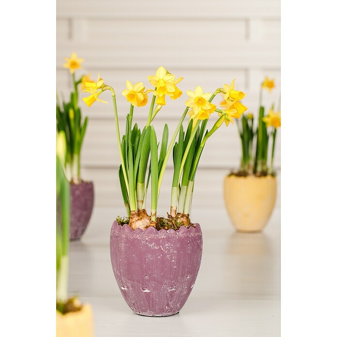 Narcissus 14