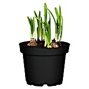 Narcissus 14