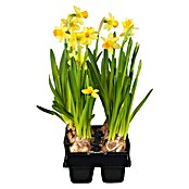 Narcissus 14