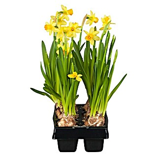 Narzissen besondere Sorten (Narcissus pseudonarzissus, Topfgröße: 14 cm)
