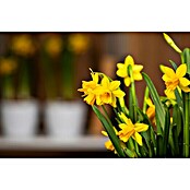 Narcissus 14