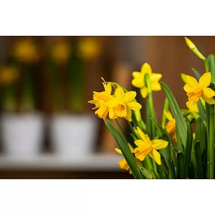 Narzissen besondere Sorten -  - Leuchtend gelbe Narzissen mit grünen Blättern und Stielen, in voller, lebendiger Blüte.