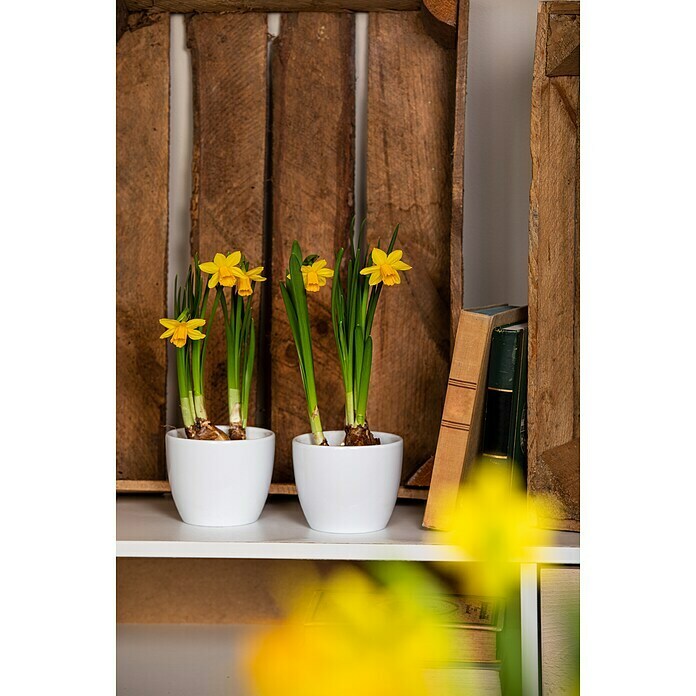 Narcissus 14