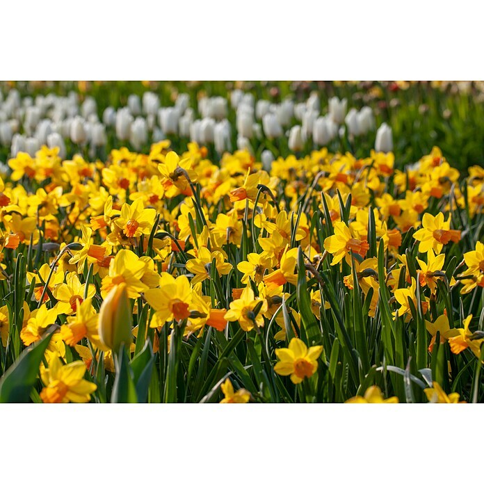 Narcissus 14