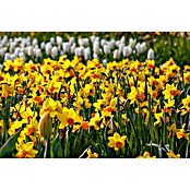 Narcissus 14