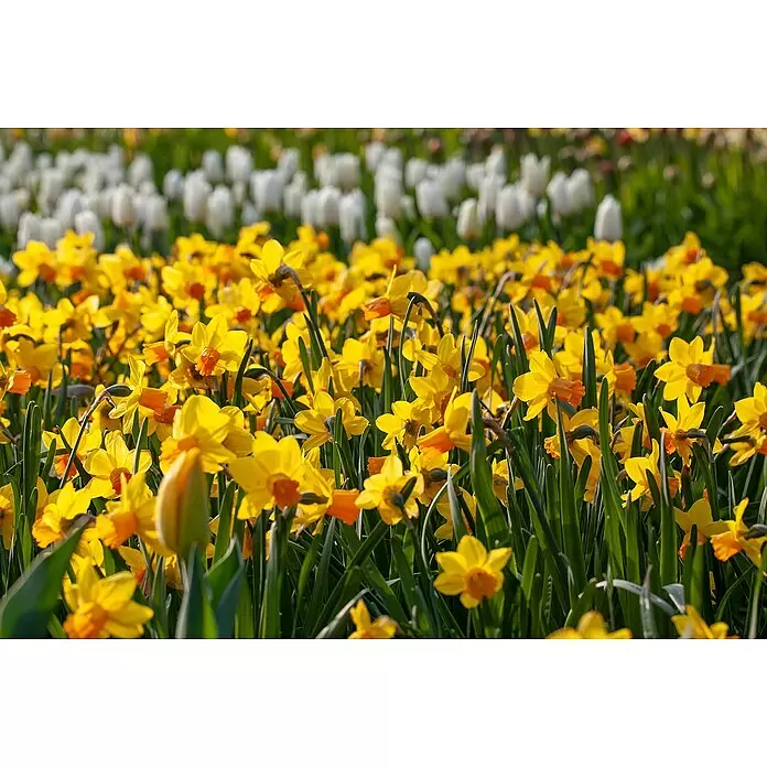 Narzissen besondere Sorten -  - Leuchtendes Feld gelber Narzissen mit orangen Zentren, mit verschwommenen weißen Tulpen im Hintergrund.