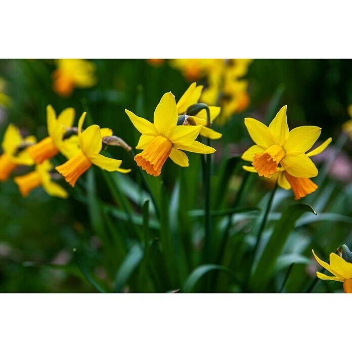 Narcissus 14