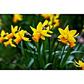 Narcissus 14