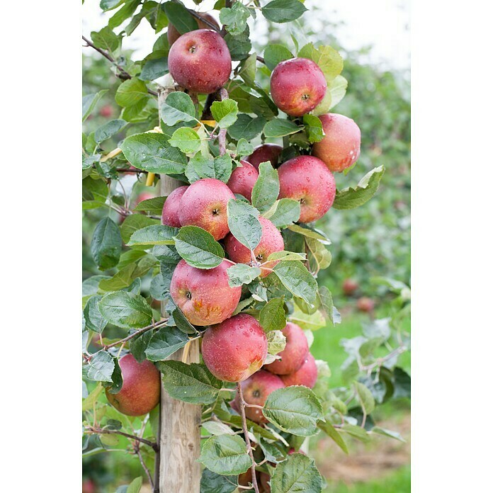 Obstbaeume 8 Aepfel Birne i.S. gem.