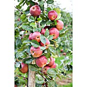 Obstbaeume 8 Aepfel Birne i.S. gem.
