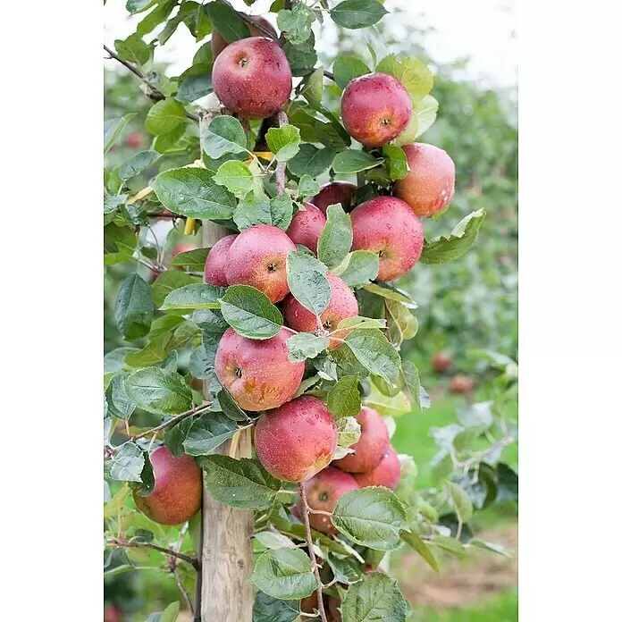 Piardino Obstbaum - Kernobst verschiedene Sorten, Topfvolumen: 5 l - Detailaufnahme