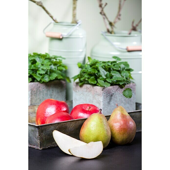 Obstbaeume 8 Aepfel Birne i.S. gem.
