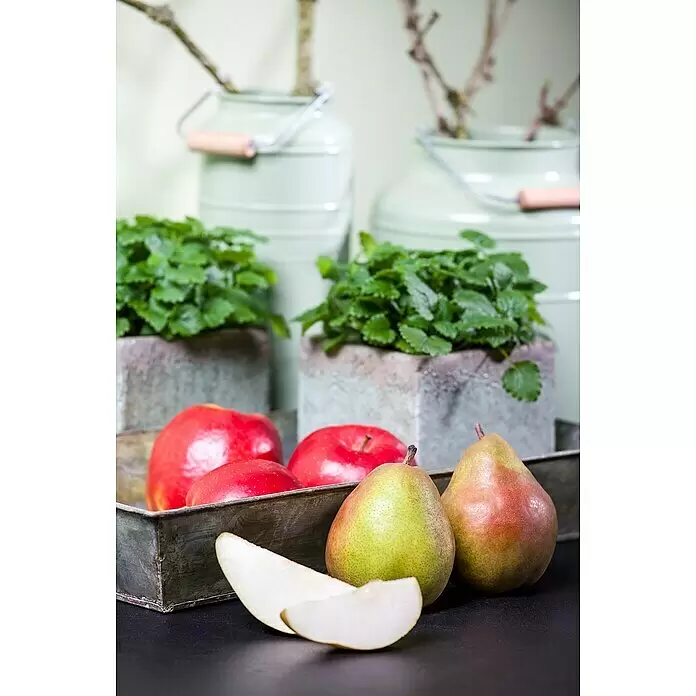 Piardino Obstbaum - Kernobst verschiedene Sorten, Topfvolumen: 5 l - Stimmungsaufnahme