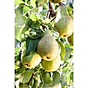 Obstbaeume 8 Aepfel Birne i.S. gem.