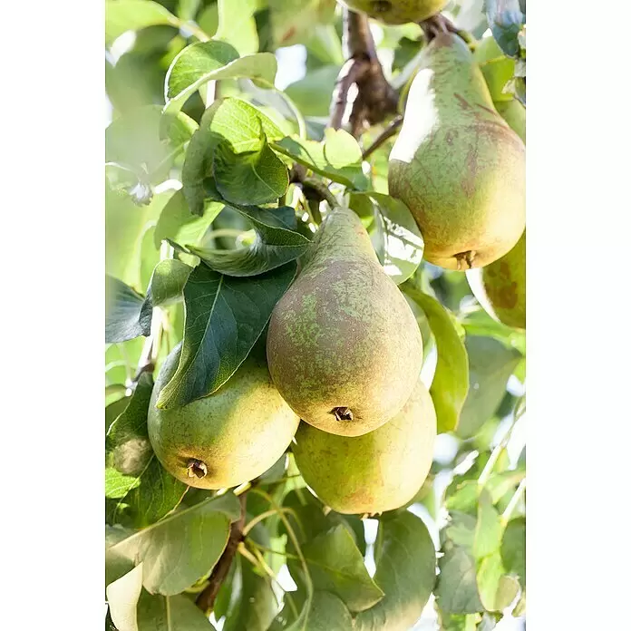 Piardino Obstbaum - Kernobst verschiedene Sorten, Topfvolumen: 5 l - Detailaufnahme