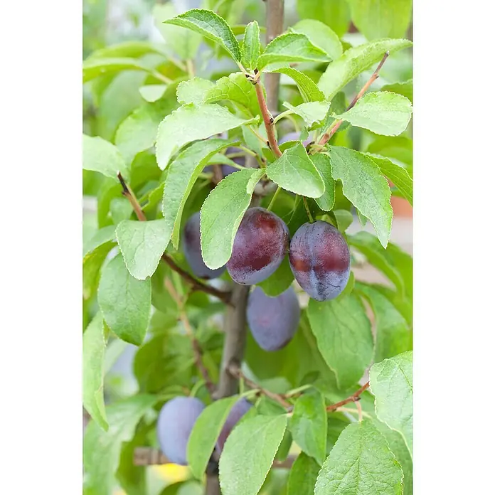 Piardino Prunus avium - Prunus armeniaca - Primer plano de ciruelas colgando de un árbol con hojas verdes, destacando la abundante cosecha.