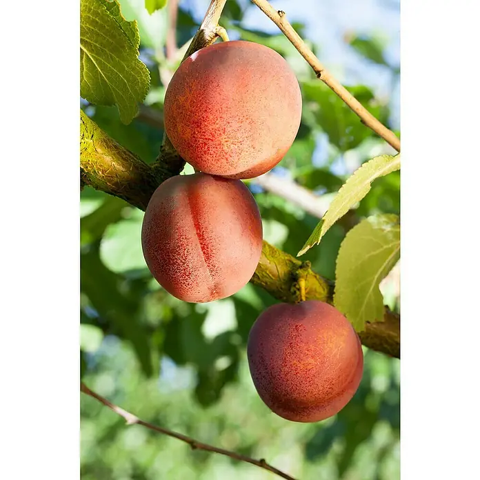 Piardino Prunus avium - Prunus armeniaca - Tres ciruelas maduras cuelgan de una rama, su color marrón rojizo sugiere dulzura y madurez. El follaje verde vibrante ofrece un buen contraste.