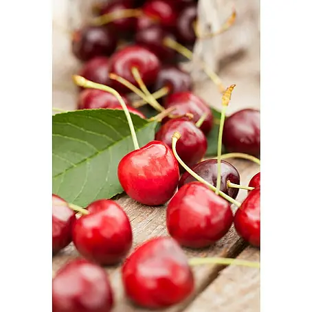 Piardino  Prunus avium