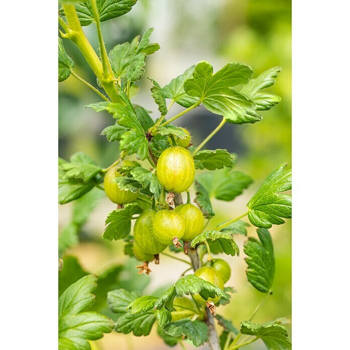 Obstgehoelze 29 Spezialitaeten i.S. gem.