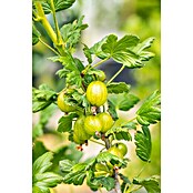 Obstgehoelze 29 Spezialitaeten i.S. gem.