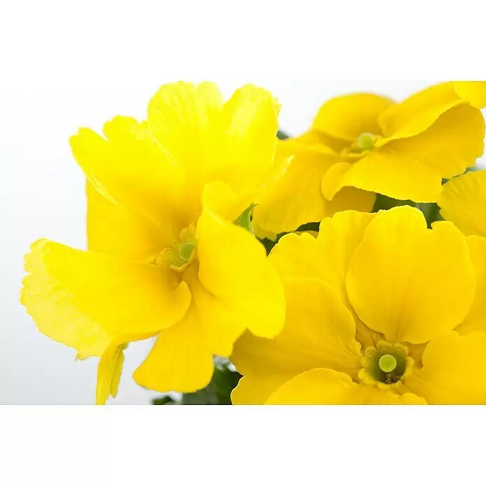 Piardino Primel Set - Primula acaulis, 10 Stk., verschieden - Nahaufnahme von leuchtend gelben Blüten.