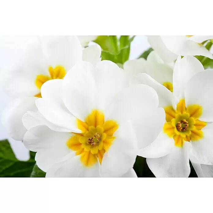 Piardino Primel Set - Primula acaulis, 10 Stk., verschieden - Nahaufnahme von lebendigen weißen Primelblüten mit leuchtend gelben Zentren und sichtbaren Staubgefäßen, eng beieinander.