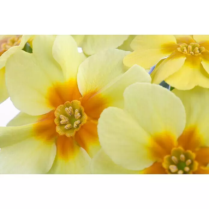 Piardino Primel Set - Primula acaulis, 10 Stk., verschieden - Nahaufnahme mehrerer leuchtend gelber Blüten mit leuchtend orangen Zentren und sichtbaren, mit Pollen bedeckten Staubblättern.