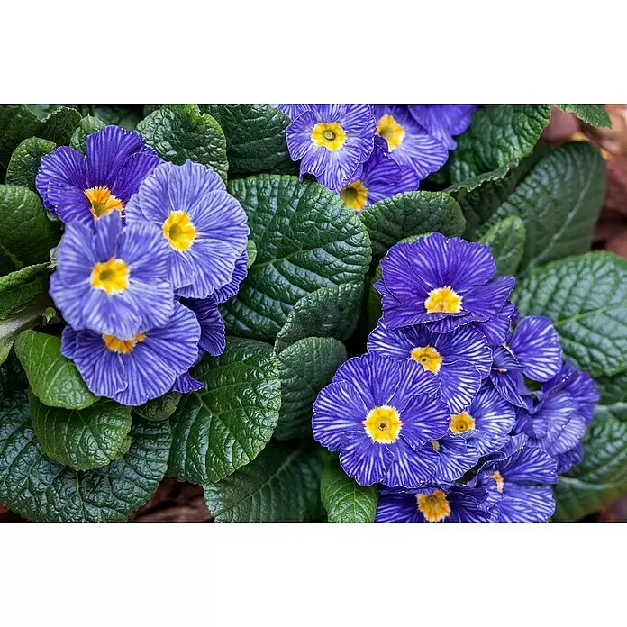 Piardino Primel Set - Primula acaulis, 10 Stk., verschieden - Lebendige blaue Primelblüten mit gelben Zentren und grünen Blättern.