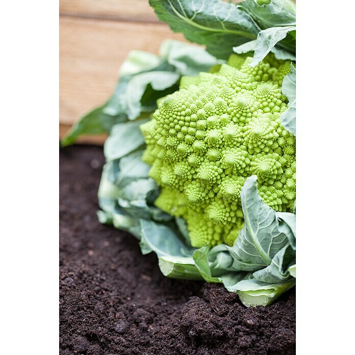 Brassica olerac. var. botrytis Blumenkoh