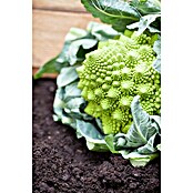 Brassica olerac. var. botrytis Blumenkoh