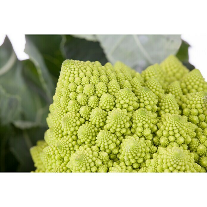 Brassica olerac. var. botrytis Blumenkoh