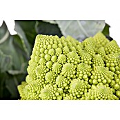 Brassica olerac. var. botrytis Blumenkoh