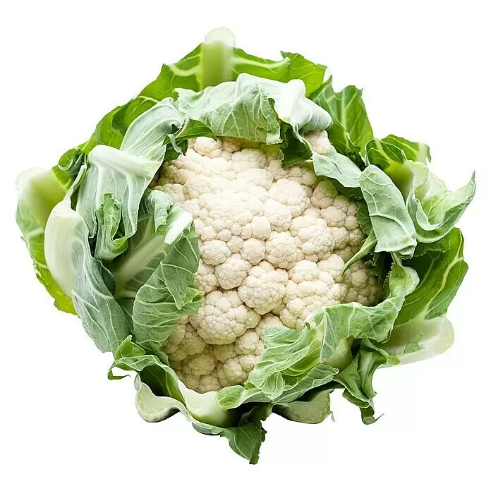 Piardino Blumenkohl 6er Schale - Brassica oleracea botrytis - Vorderansicht