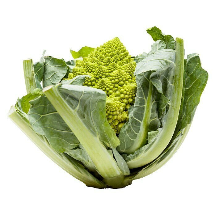 Brassica olerac. var. botrytis Blumenkoh