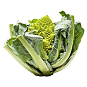 Brassica olerac. var. botrytis Blumenkoh