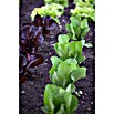 Lactuca sativa romana Romana-Salat 12 Ro