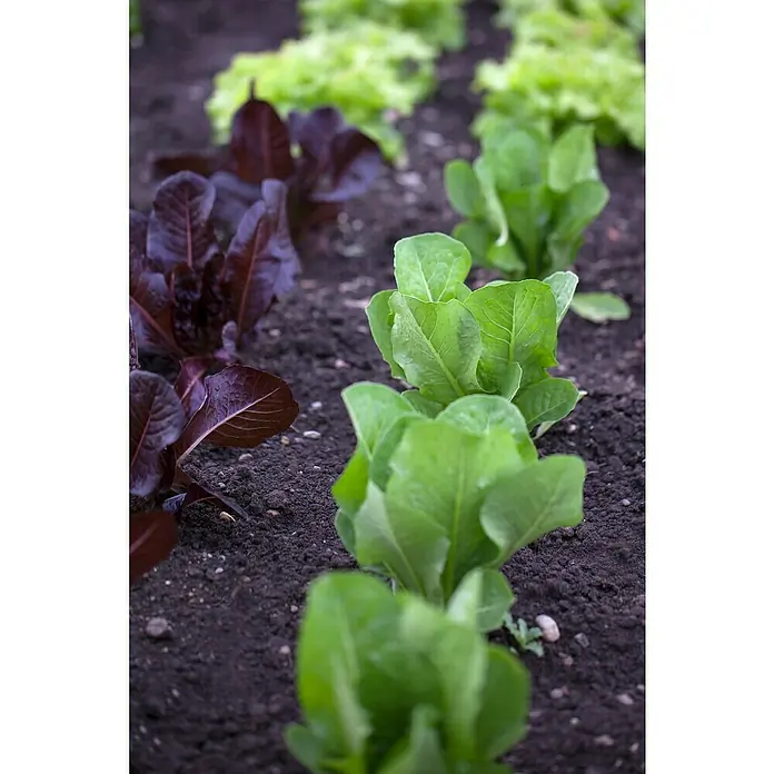 Piardino Lechuga romana - Lact. Sativa 'Romana' - Un primer plano de plantas de lechuga en el jardín, centrándose en las variedades de hoja verde y roja.