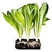 Lactuca sativa romana Romana-Salat 12 Ro