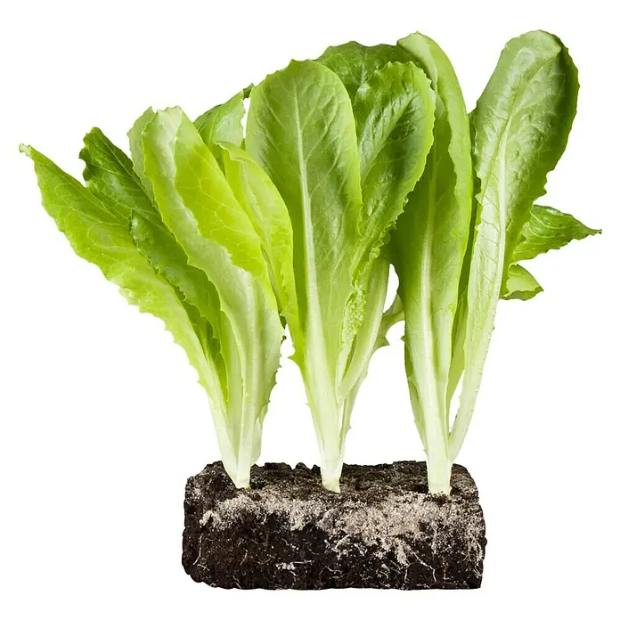 Piardino Lechuga romana - Lact. Sativa 'Romana' - Lechuga romana fresca en la tierra, hojas crujientes y raíces sanas para una comida sabrosa. Ideal para ensaladas y alimentación saludable.