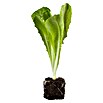 Lactuca sativa romana Romana-Salat 12 Ro