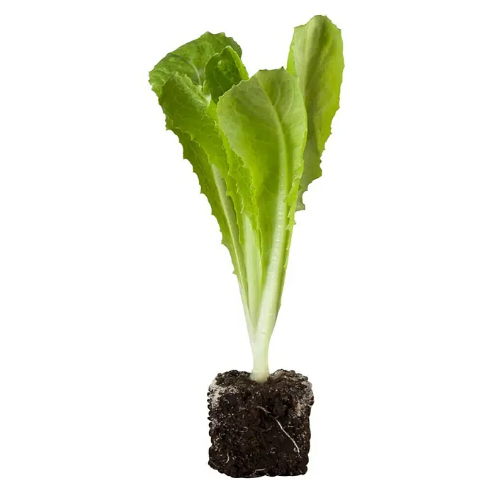 Piardino Lechuga romana - Lact. Sativa 'Romana' - Lechuga romana fresca con hojas verdes y un cepellón, ideal para ensaladas saludables y guarniciones crujientes.