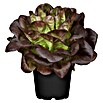 Lactuca sativa romana Romana-Salat 12 Ro