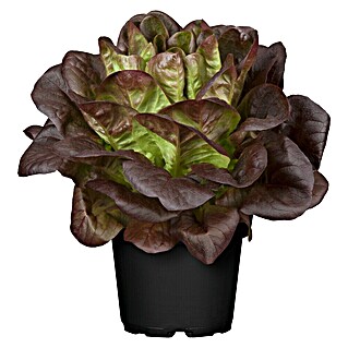 Piardino Romanasalat (Lact. Sativa 'Romana')